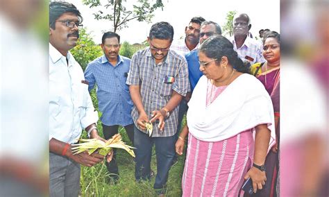 Armyworm attack on maize: Pesticides sprinkled using drones