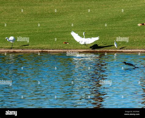 Many diverse bird species such as Great Blue Heron, Double-crested ...