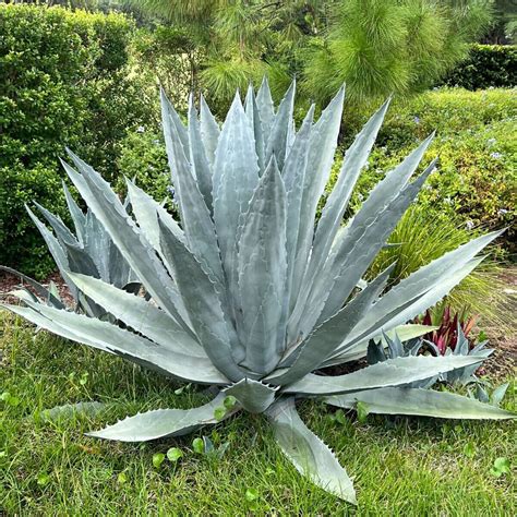 AGAVE Americana – Rancho Tissue