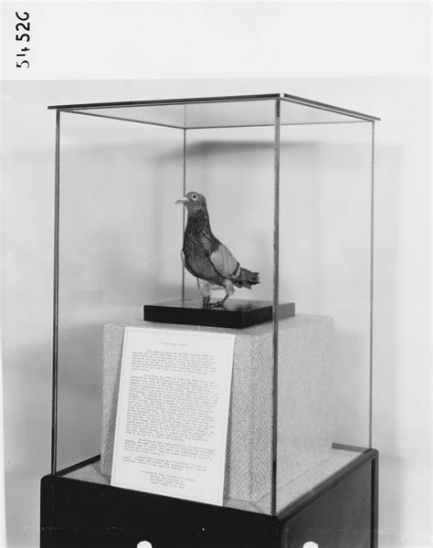 Image result for Stumpy John