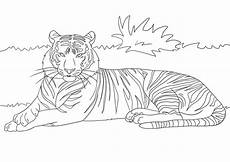 ausmalbilder tiere tiger tiger coloring page template world ausmalbilder tiere tiger tiger coloring page template world