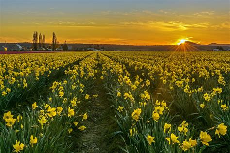 When Do Daffodils Bloom In Skagit Valley at Frank Keith blog