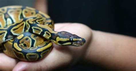 Image result for Konigskobra vs Python