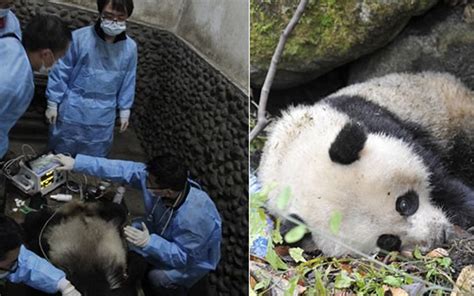 大熊猫死亡后，国家会怎么处理它们的遗体？心疼胖达_哔哩哔哩_bilibili