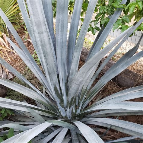 Shop Blue agave 'Tequila Plant' Agave Tequilana - Care and Info ...
