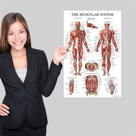 Buy Muscular System Anatomical Poster - LAMINATED - Muscle Anatomy ...