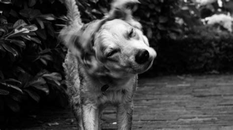 Cómo afecta su perro a la calidad del aire de su hogar, según este ...