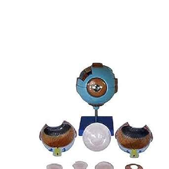 AjantaExports Giant eye model Human eye anatomy model Anatomical eye ...