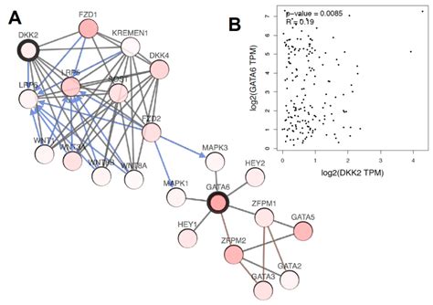 Dickkopf-2 (DKK2) as Context Dependent Factor in Patients with ...