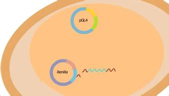 Choosing a Luciferase Reporter Assay | A Guide to Luciferase Reporter ...