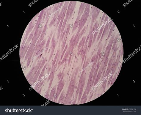 Cardiac Muscle Histology Cardiac Muscle Tissue: Function, Structure,