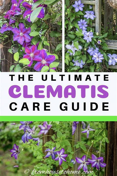 Clematis Vine Care: Ultimate Guide for Planting and Pruning