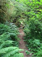 Image result for underbrush