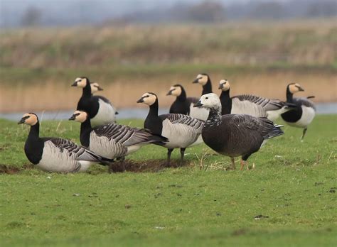 Emperor x Barnacle Goose (hybrid) - eBird