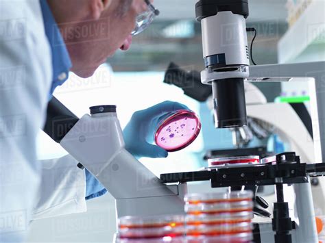 Image result for Using a Microscope Lab