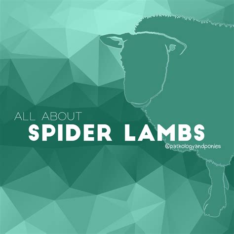 Spider Lambs - Pathology and Ponies