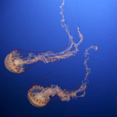Australian Blue Bottle Jellyfish