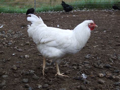 Rhode Island White Chickens Baby Chicks For Sale Cackle Hatchery ...