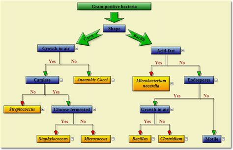 Image result for Flowchart ASP.NET API