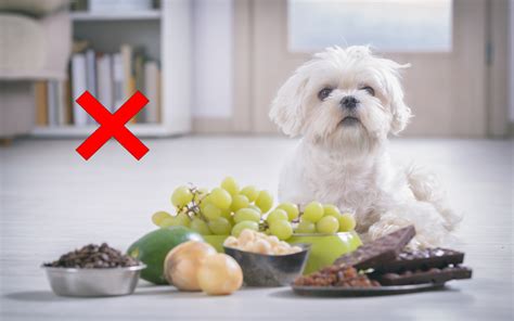 Foods To Avoid For Dogs