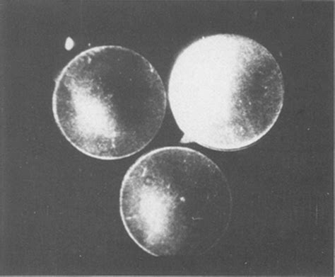 Image result for Button Cell Process Introduction