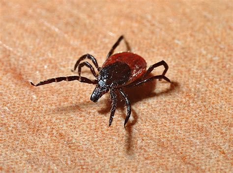 Tick Control: How to Control Yard Ticks in Virginia and Maryland