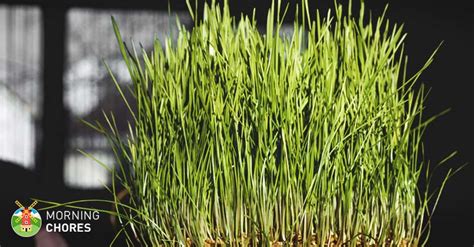 Image result for Expendable Fodder