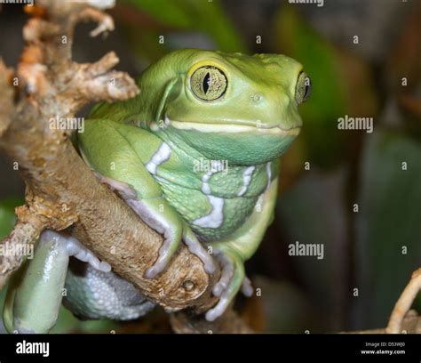 Waxy monkey leaf frog (Phyllomedusa sauvagii) portrait Stock Photo - Alamy
