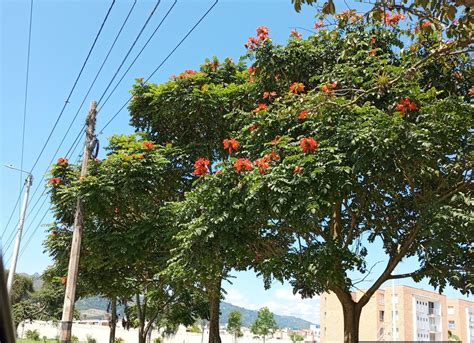 Estas son las especies exóticas invasoras en el Huila - TSM Noticias