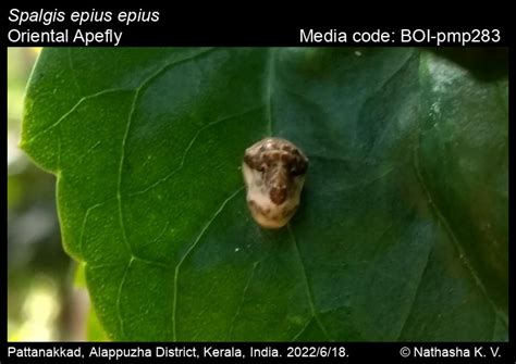 Spalgis epius epius | Butterfly