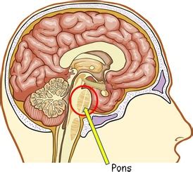 The Pons | Facts, Position In Brain, Summary & Function