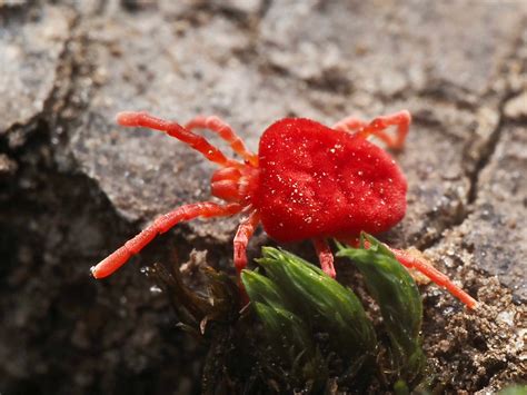 Download Red Velvet Mite On Ground Wallpaper | Wallpapers.com