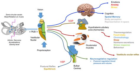 Hormones and Vestibular Disorders: The Quest for Biomarkers