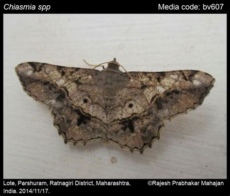 Chiasmia spp. | Moths