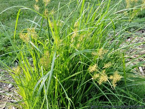 Cyperus esculentus (souchet comestible)
