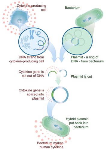 Biotechnology Bacteria 的图像结果
