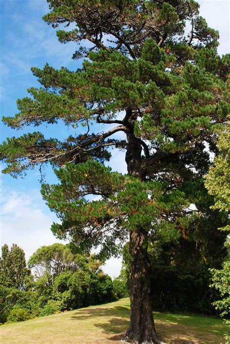 How To Grow Radiata Pine Trees at Cheryl Alejandro blog