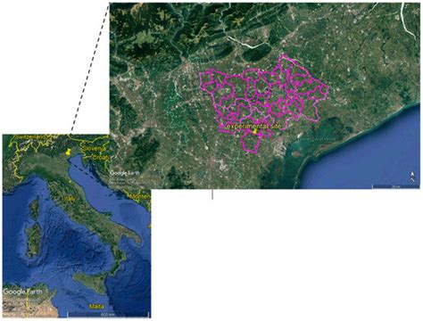 Influence of Irrigation Frequency on Radicchio (Cichorium Intybus L.) Yield