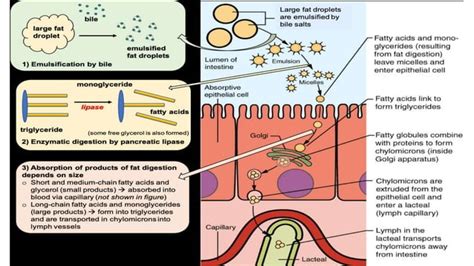 Image result for How Does Digested Food Get into Blood Absorption