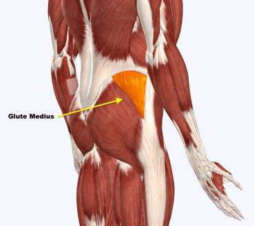 https://i0.wp.com/squatuniversity.com/wp-content/uploads/2018/02/glute-medius-e1517763720512.png?resize=369%2C328&ssl=1