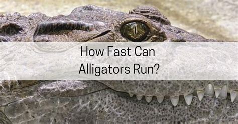 Image result for How Fast Is a Gator