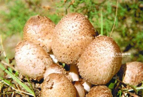 阳台种植蘑菇的方法 - 花百科
