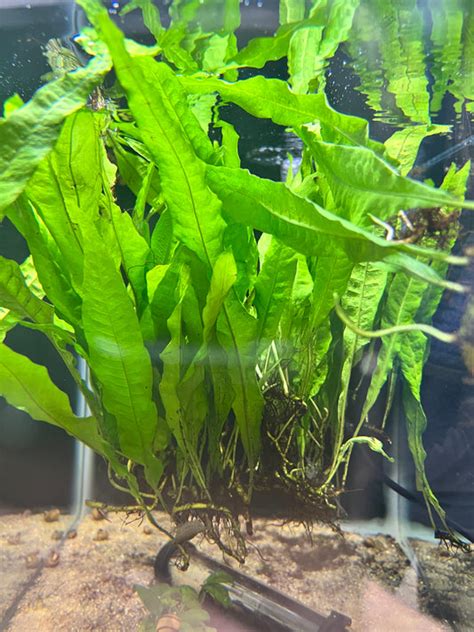 Java Fern Small Leaves at Tip 的图像结果
