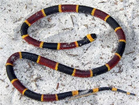 Florida's venomous snakes