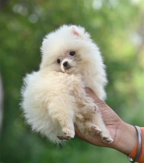 Toy Pomeranian Price In Jaipur - Best For Pets