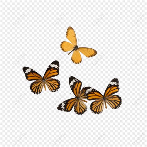 Image result for Spring Butterflies PNG