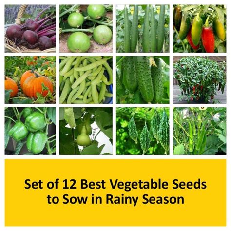 Buy Set of 12 Best Vegetable Seeds to Sow in Rainy Season online from ...