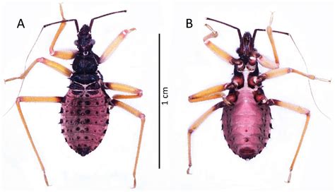 Psyttala horrida (Stål, 1865) (Hemiptera: Reduviidae: Reduviinae)—A ...