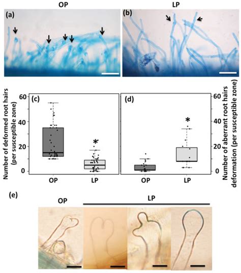 Phosphate Deficiency Negatively Affects Early Steps of the Symbiosis ...