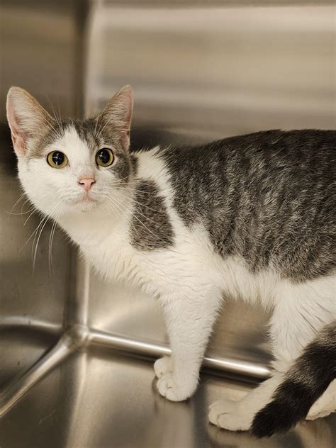 Avery – Des Moines County Humane Society